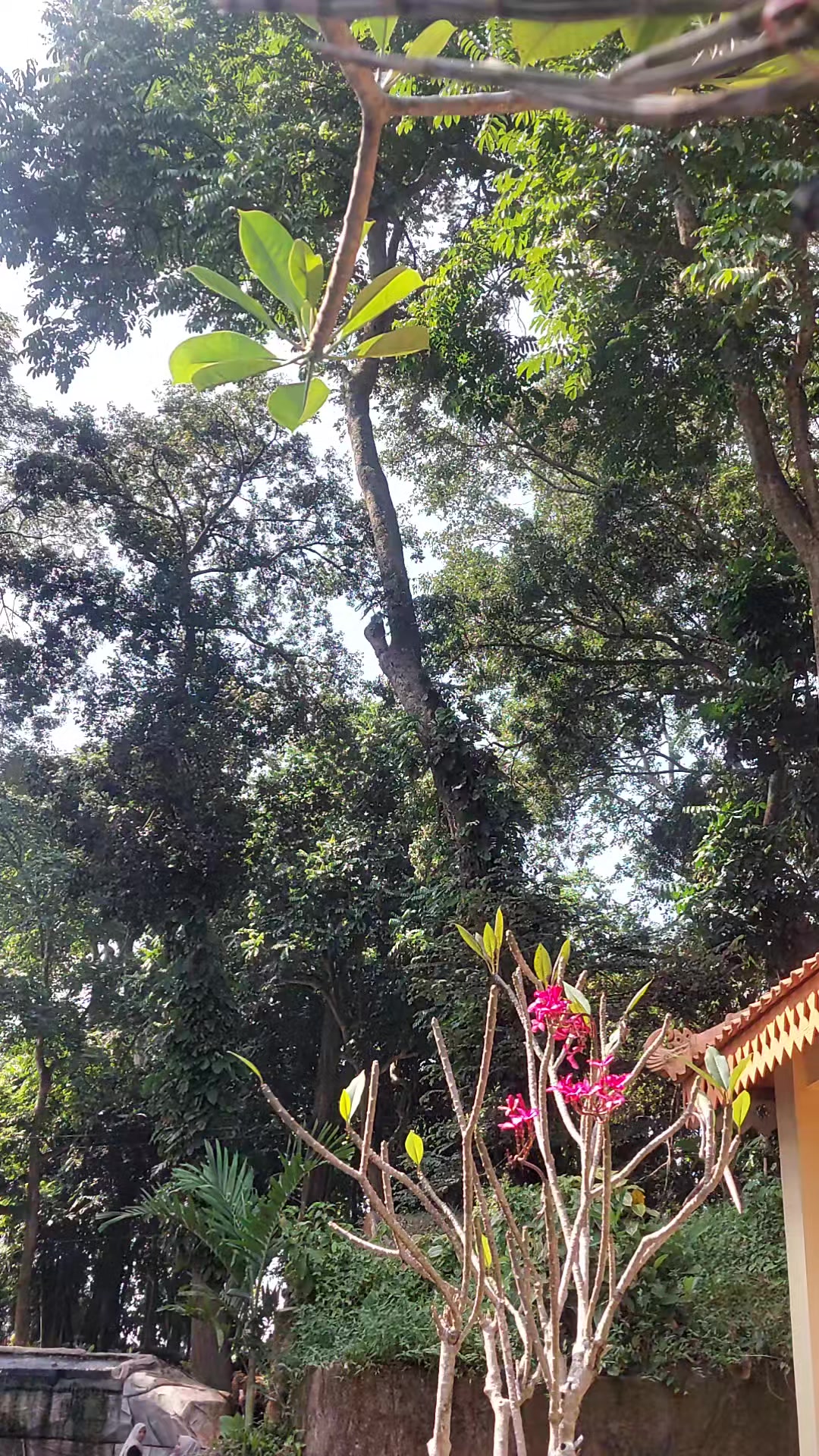 @Nauranursery