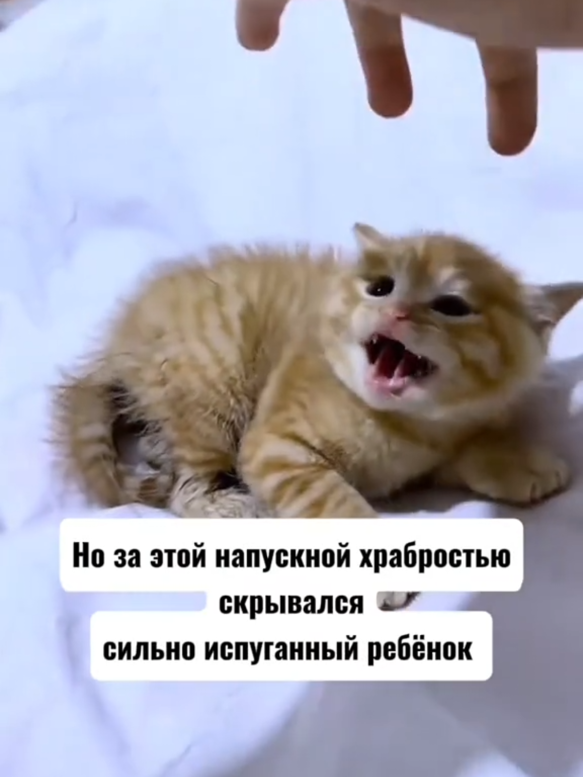 @RescueAnimals Nir