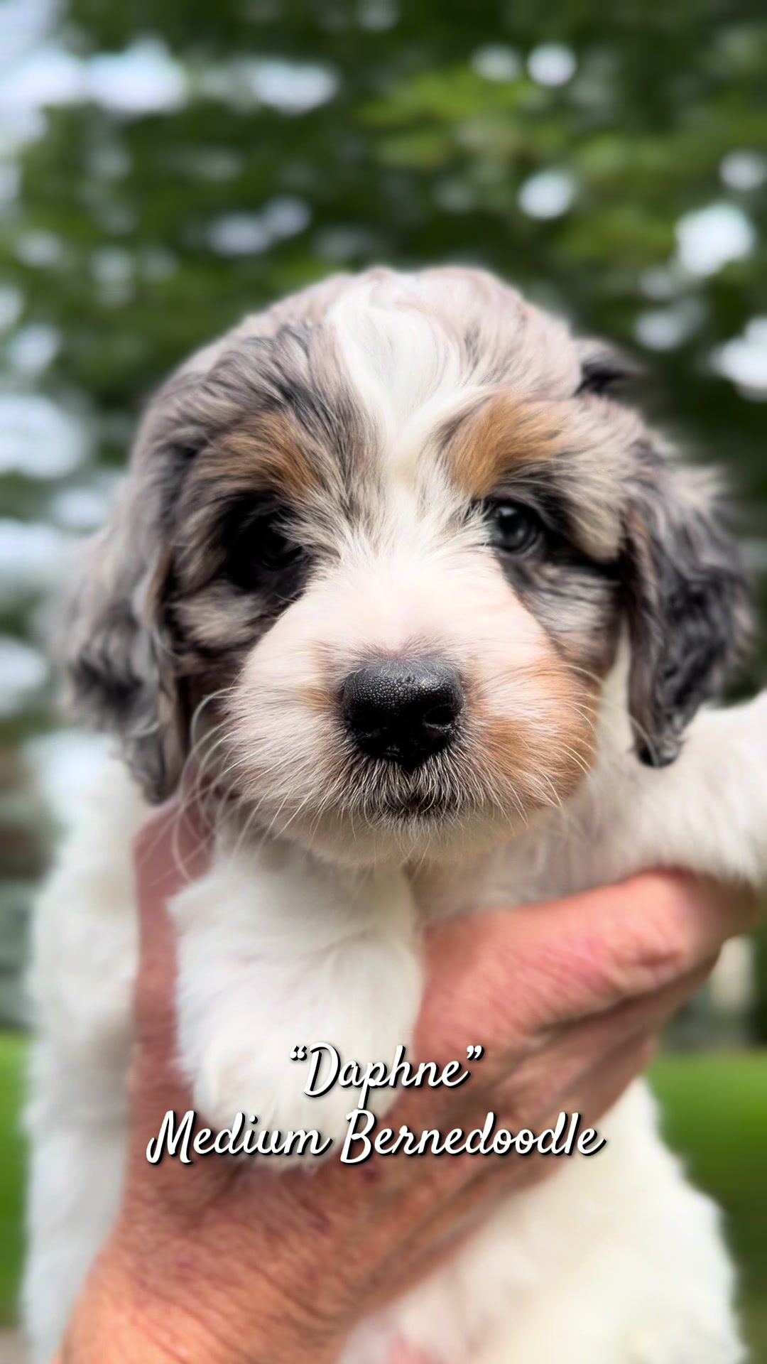 @Rocky View Bernedoodles 🇨🇦