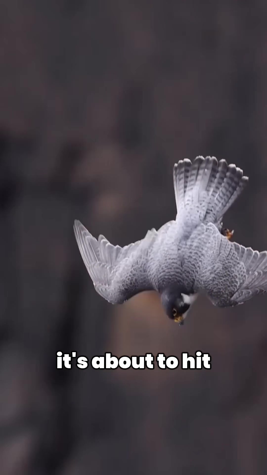 @thebirdlens