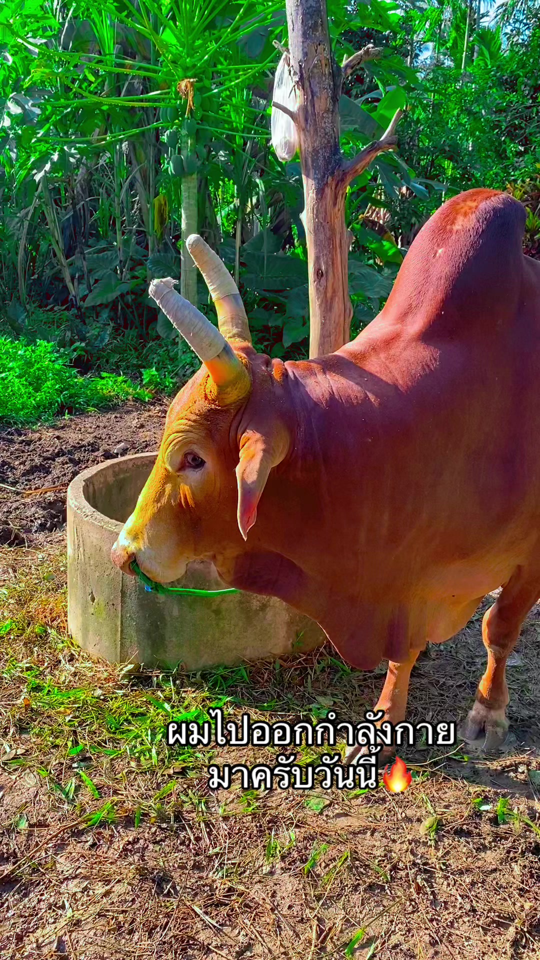@ทำดีเข้าเเลก เพื่อกระเเทกหีเธอ