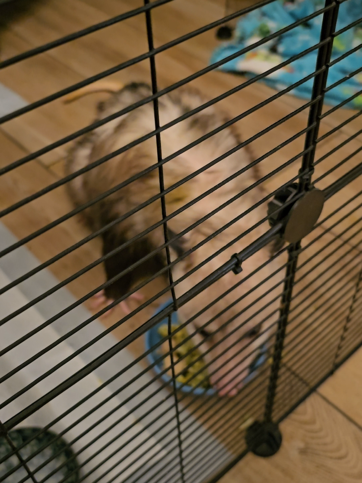 @OPOSSUMDAWGMOM