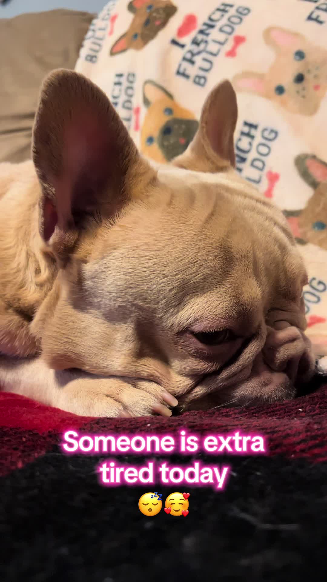 @Peanut the Frenchie 🐾