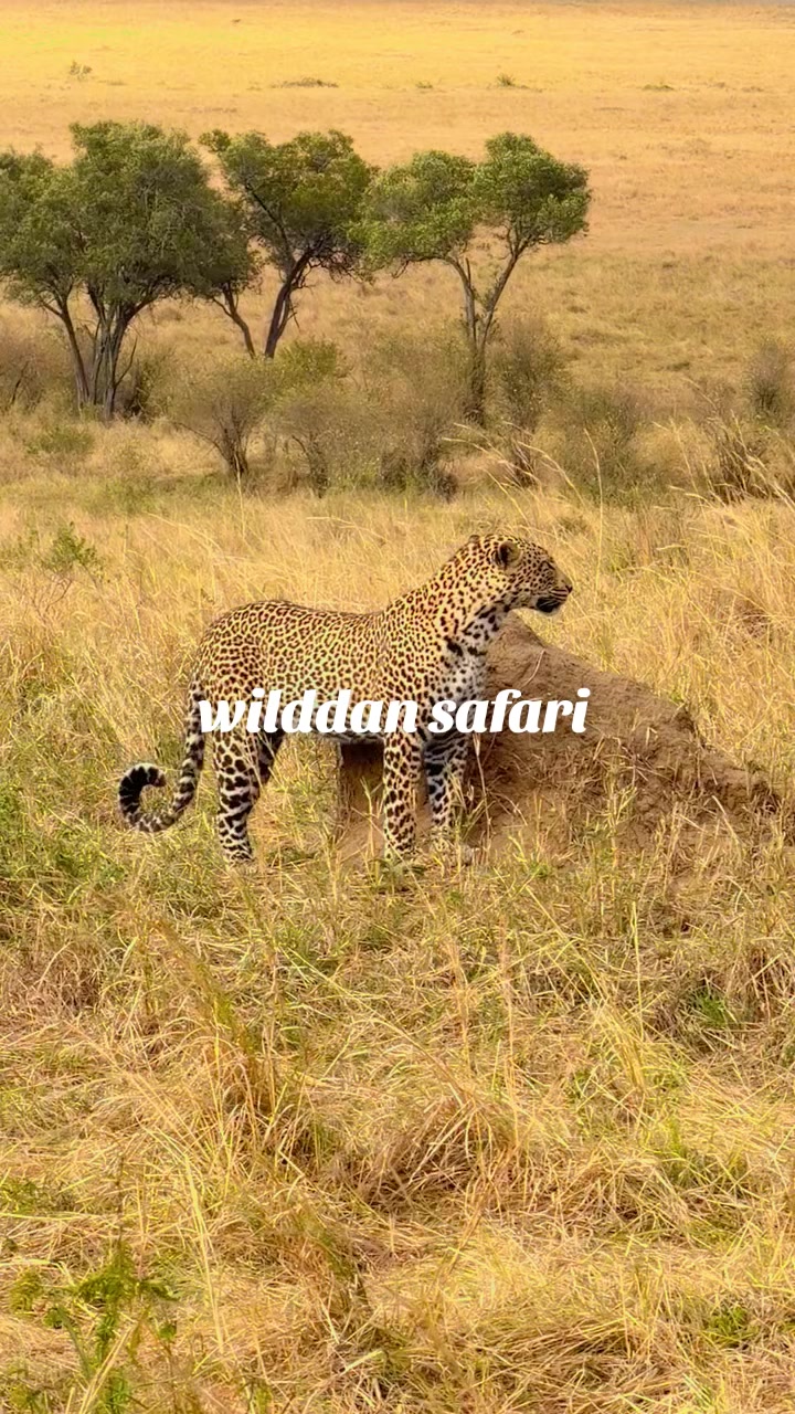 @WildDan