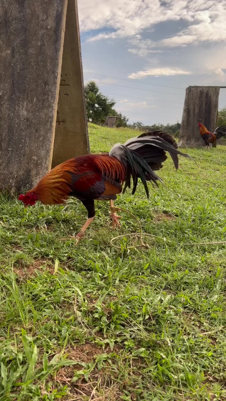 @Zoren ka manok tv