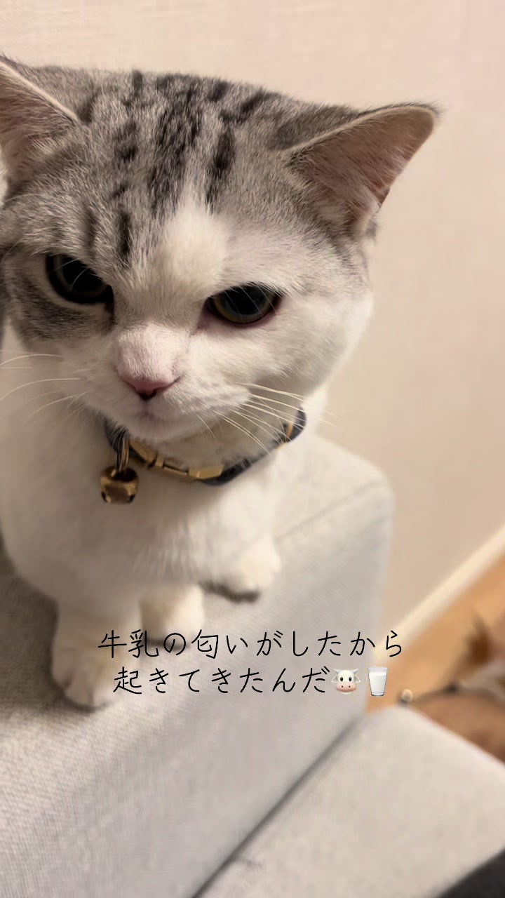 @短足マンチのえる♂