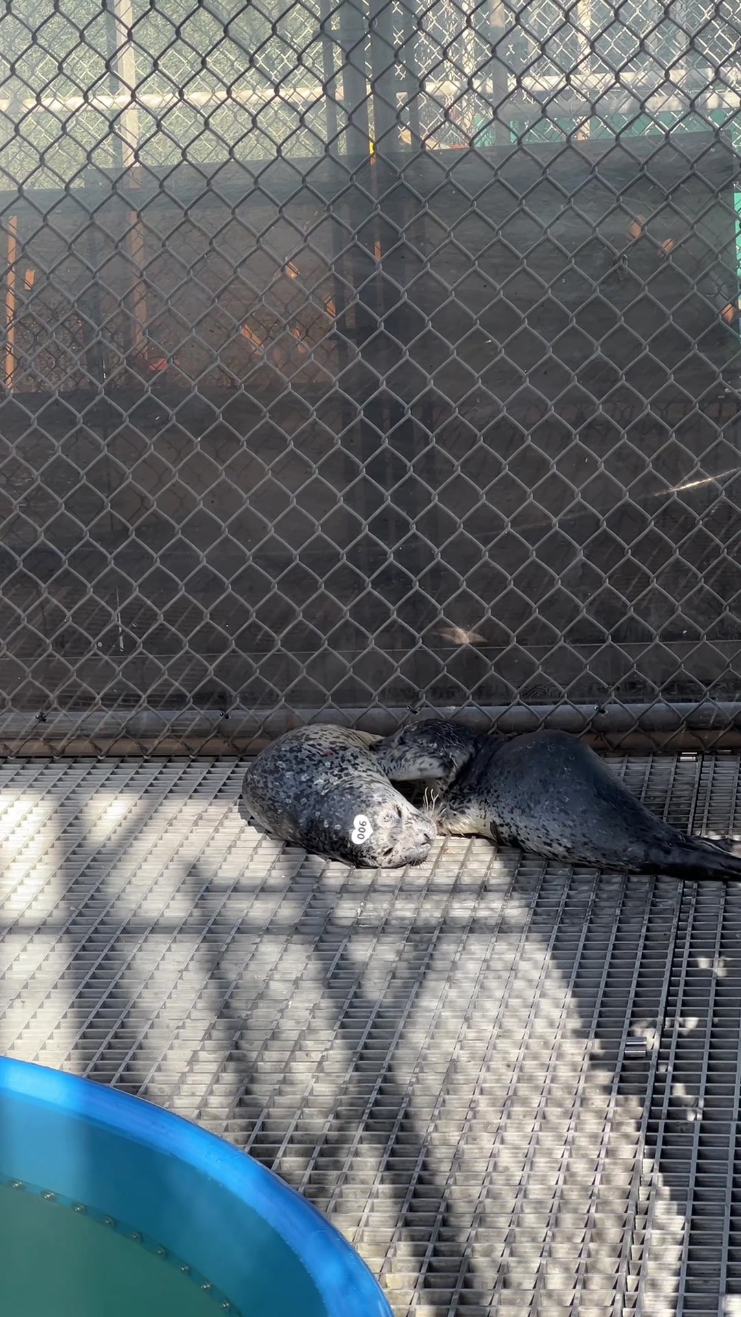 @Marine Mammal Rescue Society