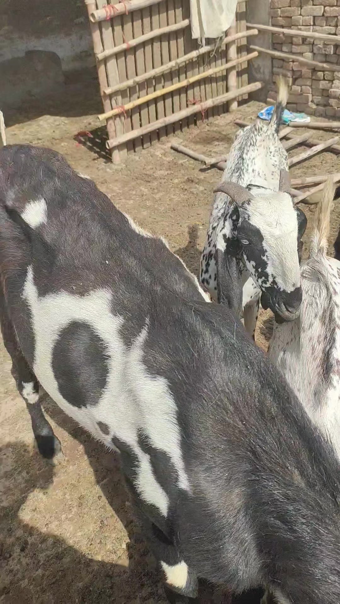 @Alsyed Goat Farm