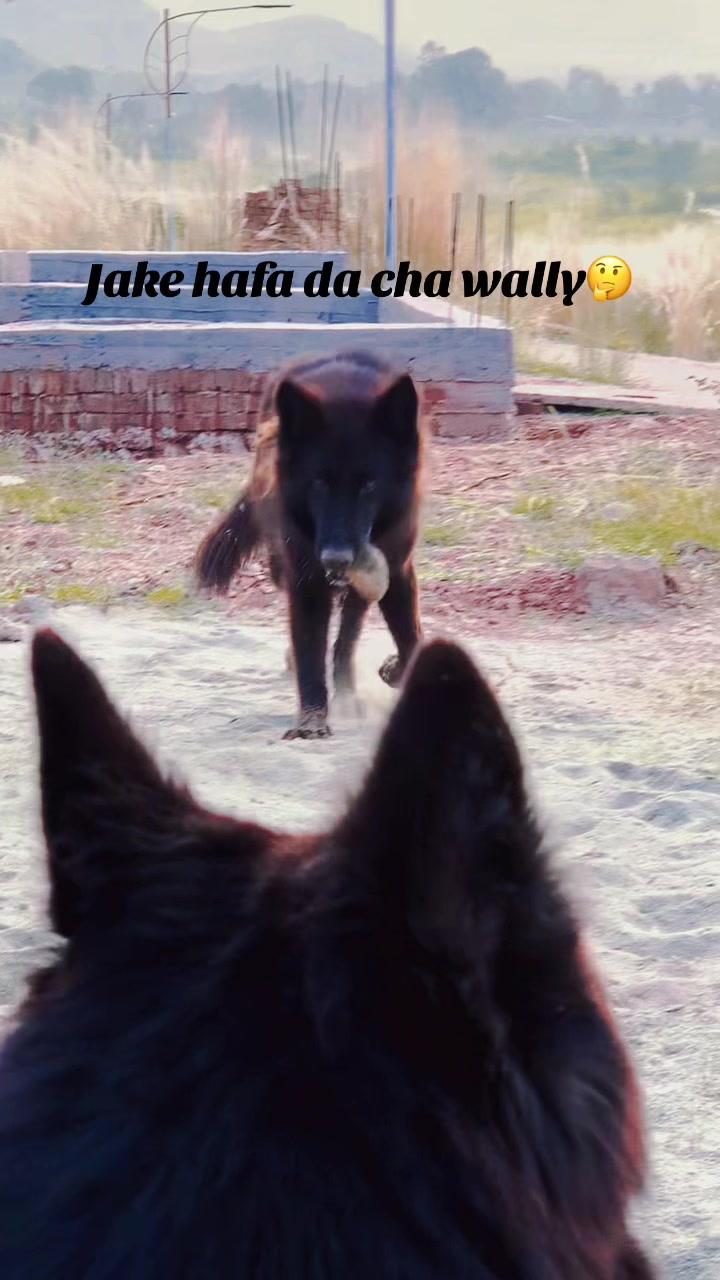 @Black German Shepherd😈