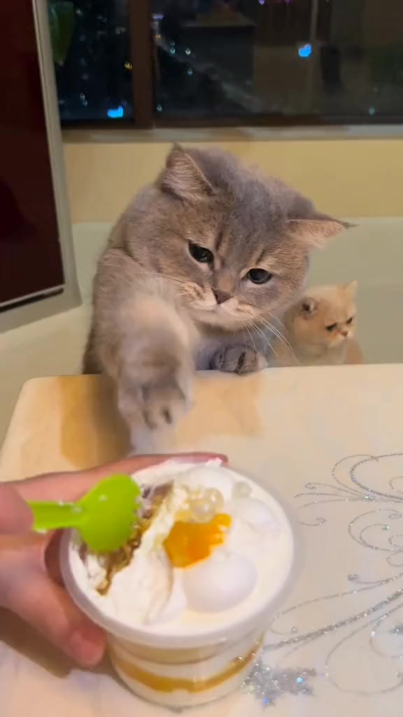 @Chonky World Of Cats