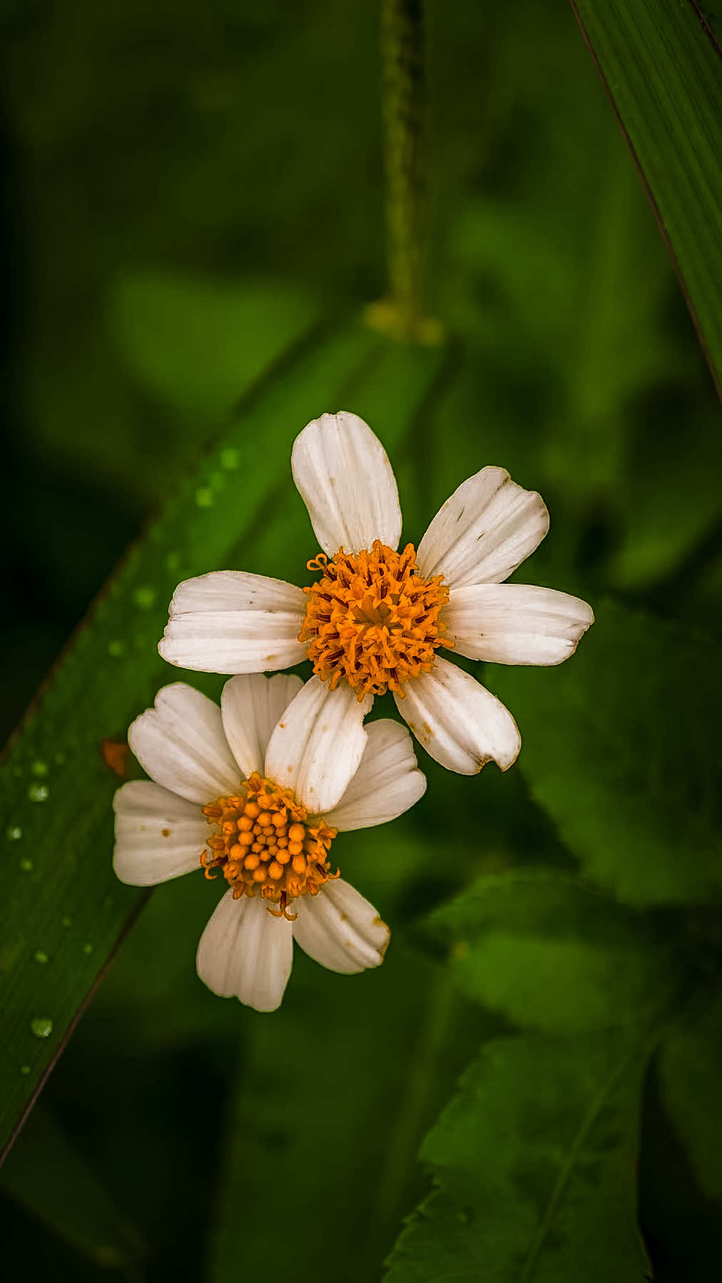 @𝑻𝒂̂𝒏 𝑻𝒉𝒊