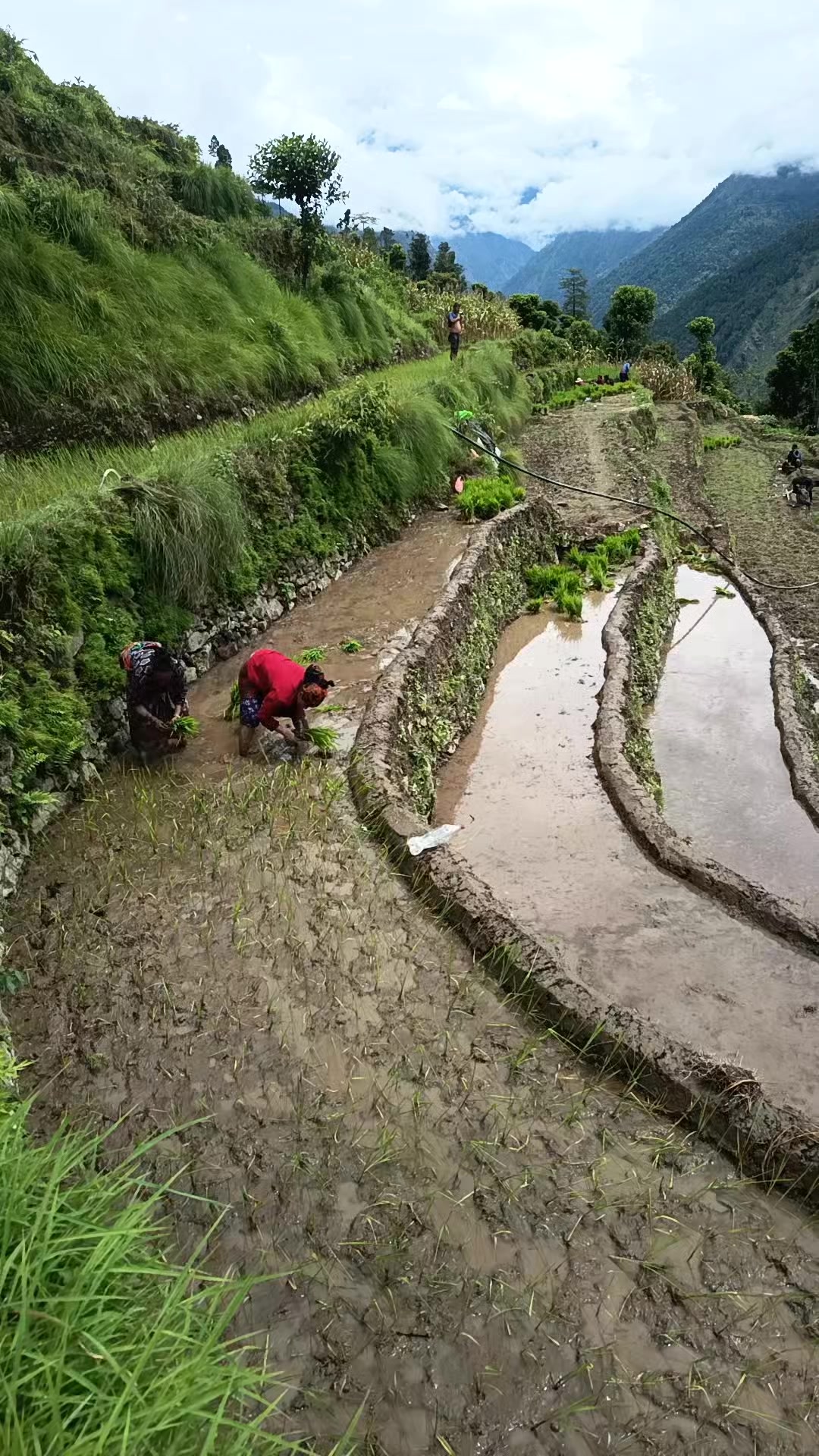 @수마너