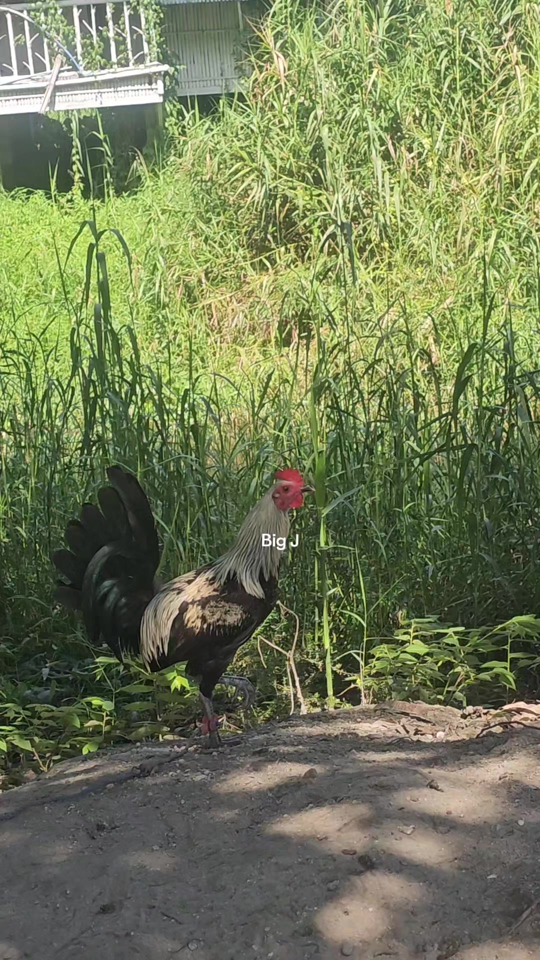 @Big J Gamefarm