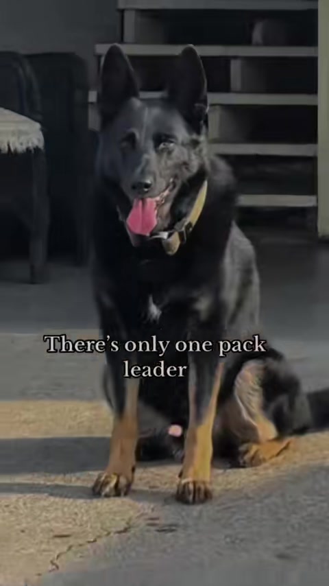 @🪶TheN8tiveDogfather🐾