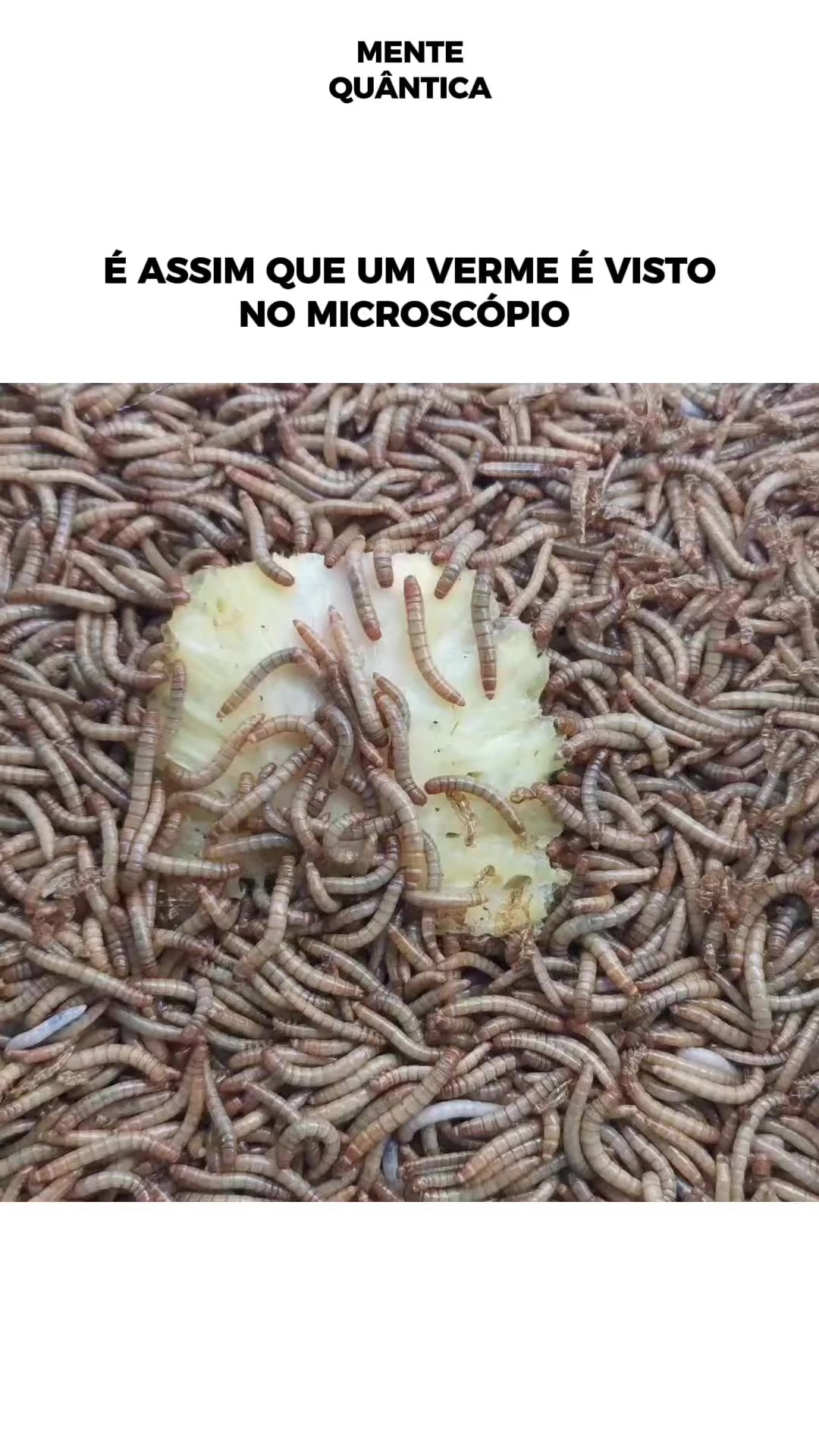 @Mente Qu&acirc;ntica