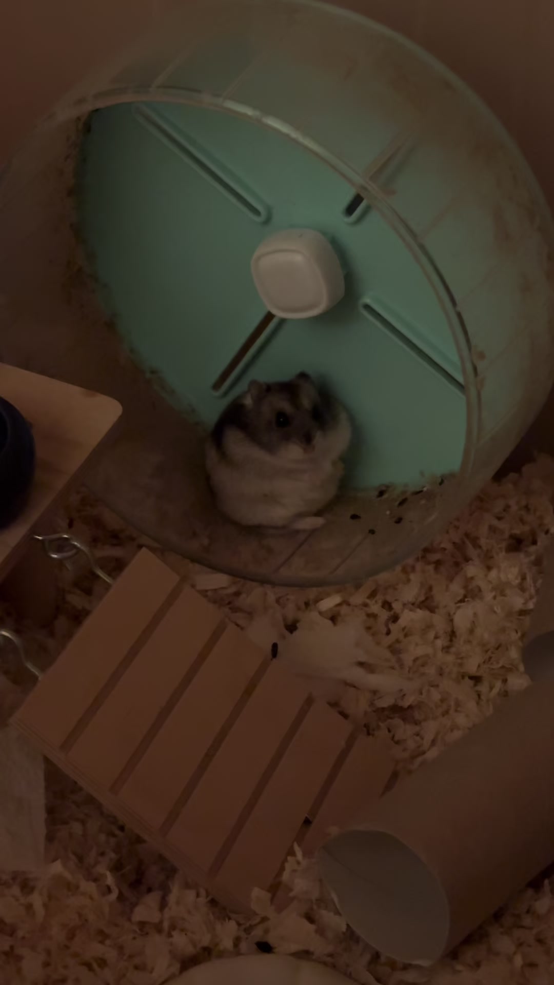 @хомяк Ричард 🐹