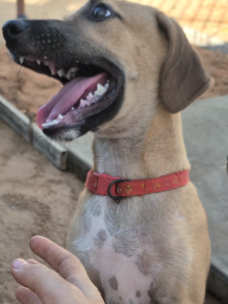 @Bimba/Nikita/Bruno🦴🐕