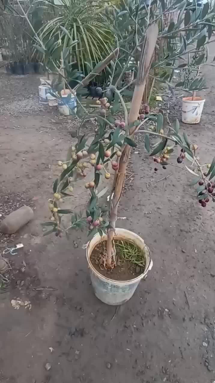 @مشتلة عبدالله