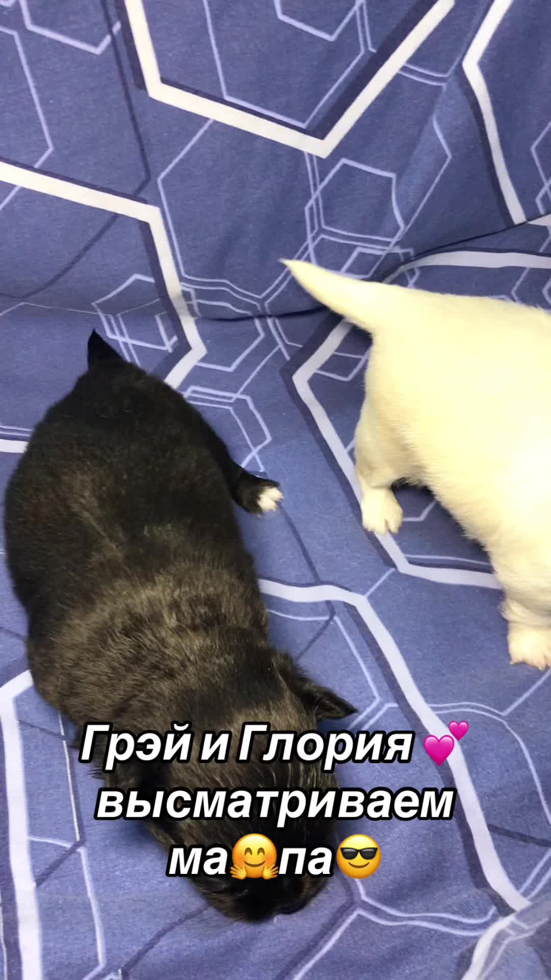 @dinastar_susan