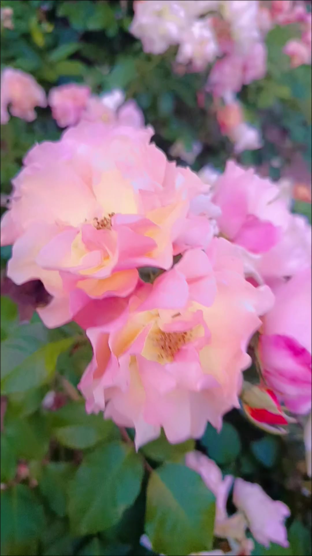 @☆𝑵𝒆𝒔𝒓𝒊𝒏𝒆☆
