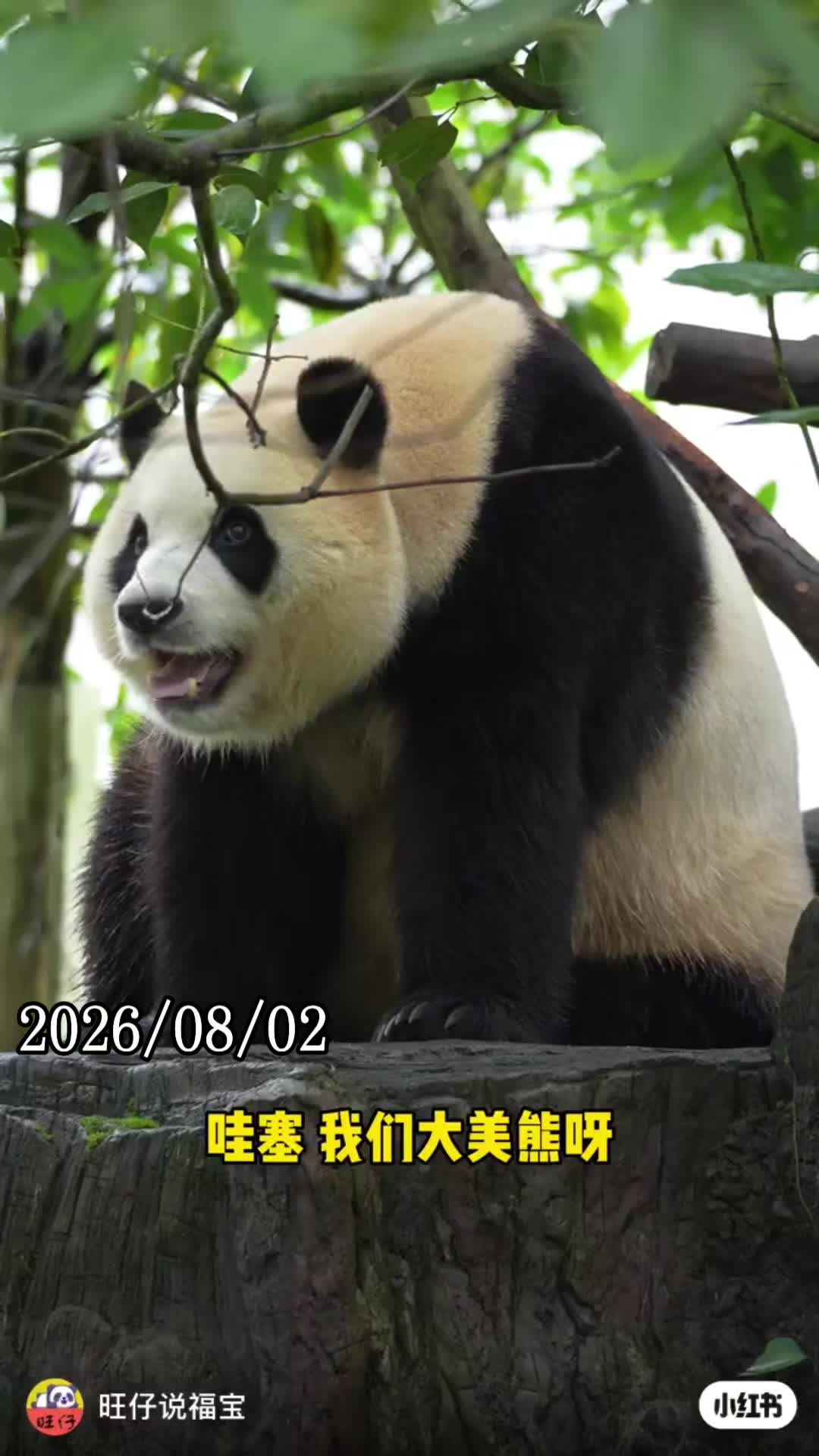 @福寶需要愛的抱抱