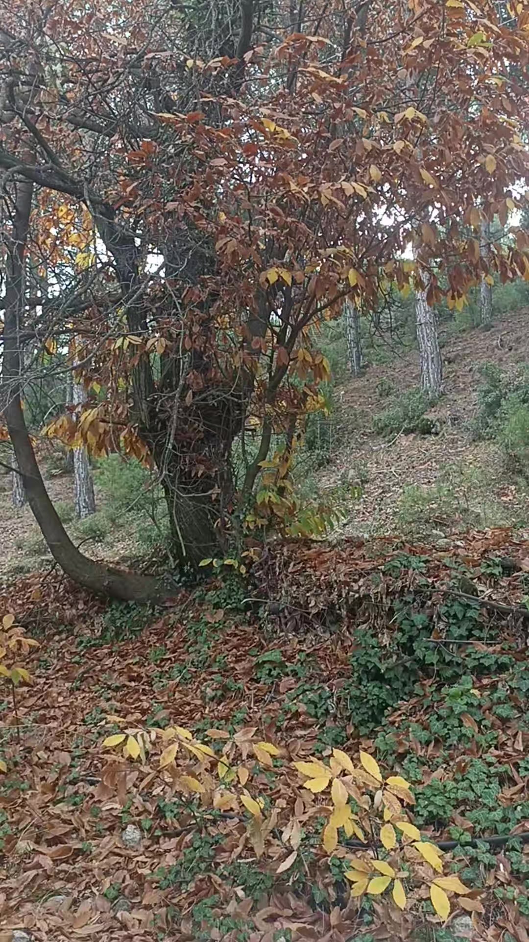 @Kömür Gözlüm