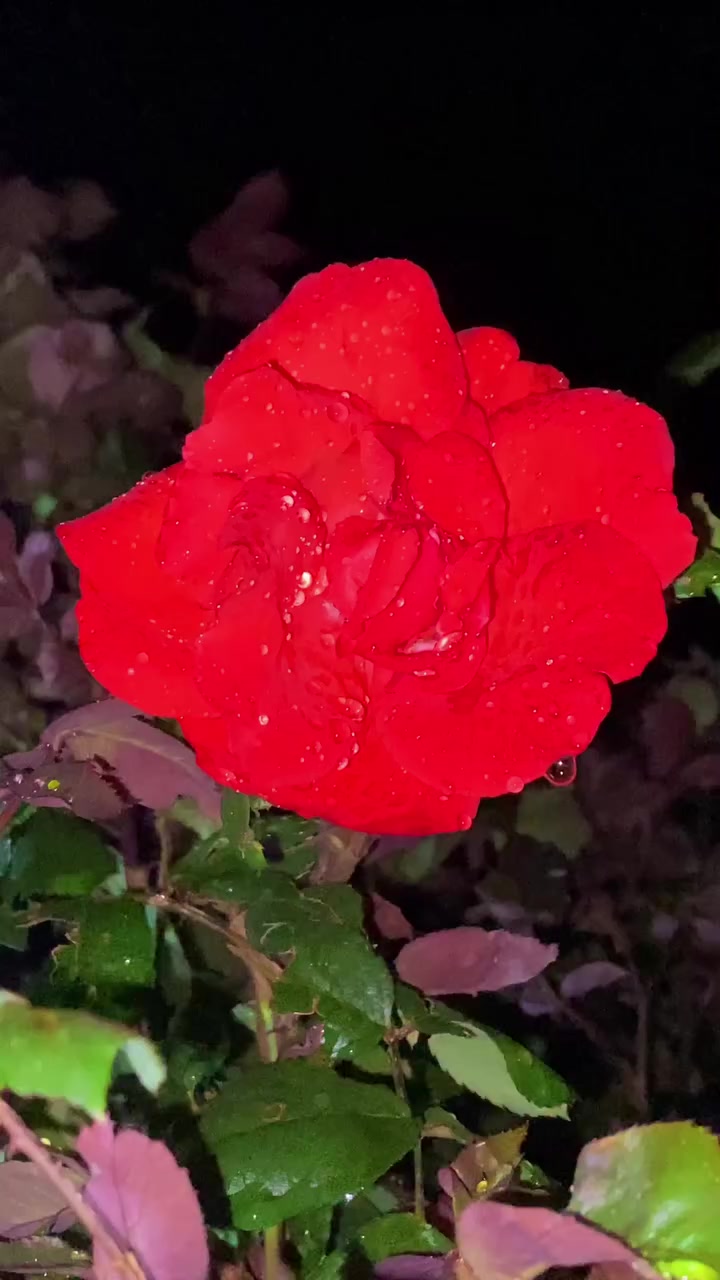 @💋zakhmi RB_032💋