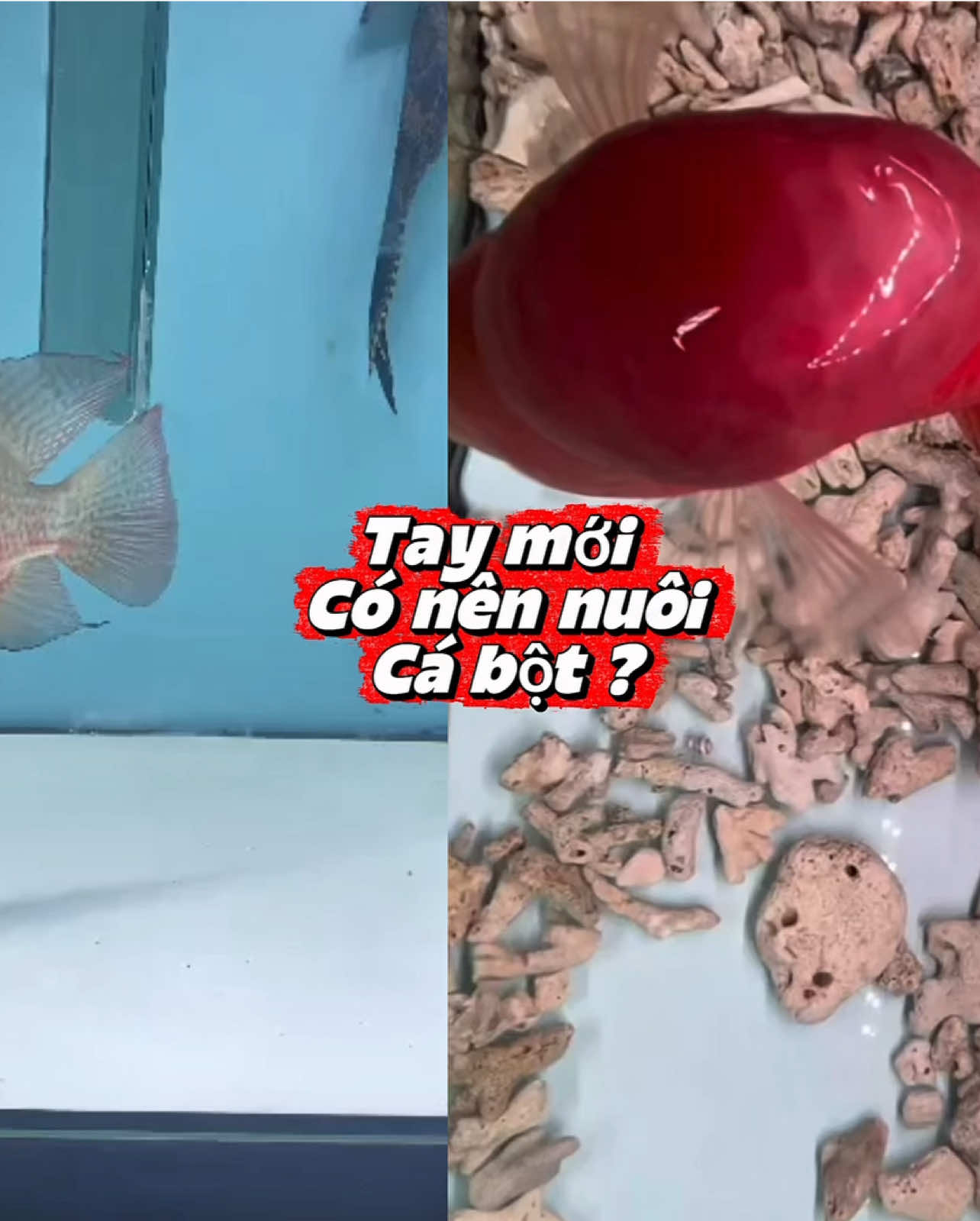 @GBH Hồng Anh