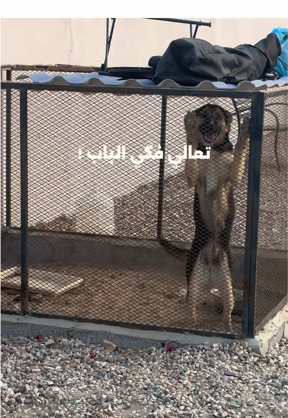 @ميكاسَا العَرب 🌟