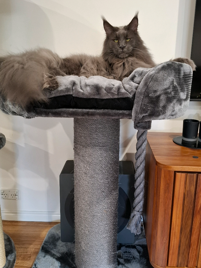 @Ragnar the Maine Coon 🐈