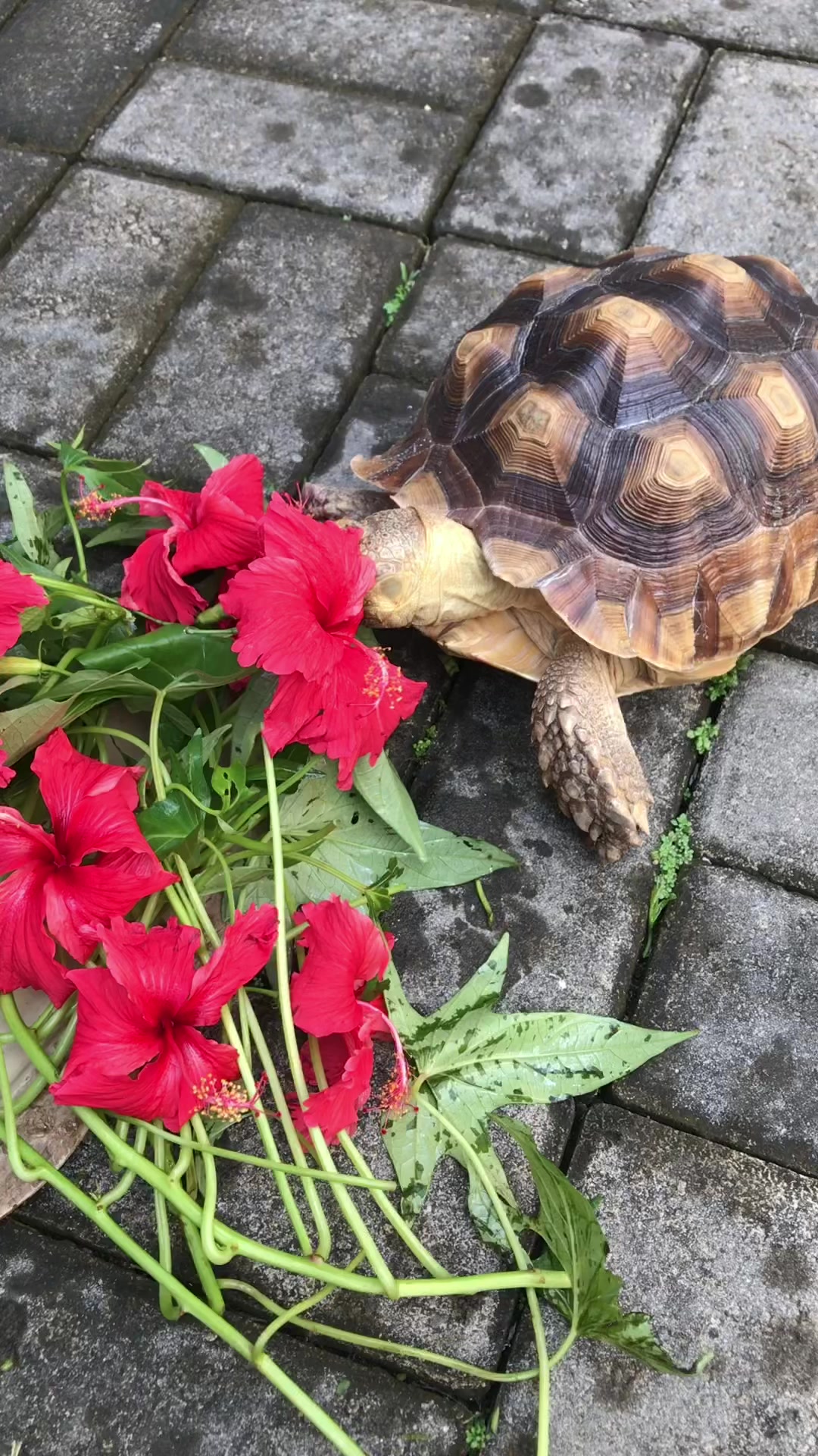 @MYtortojourney 🐢