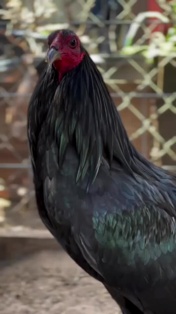 @RM