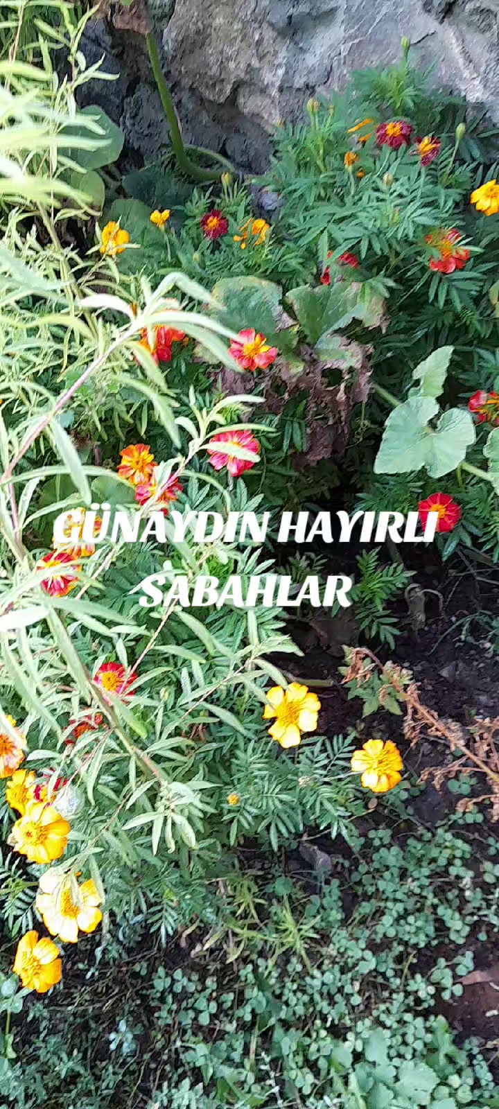 @Hasan Yılmaz