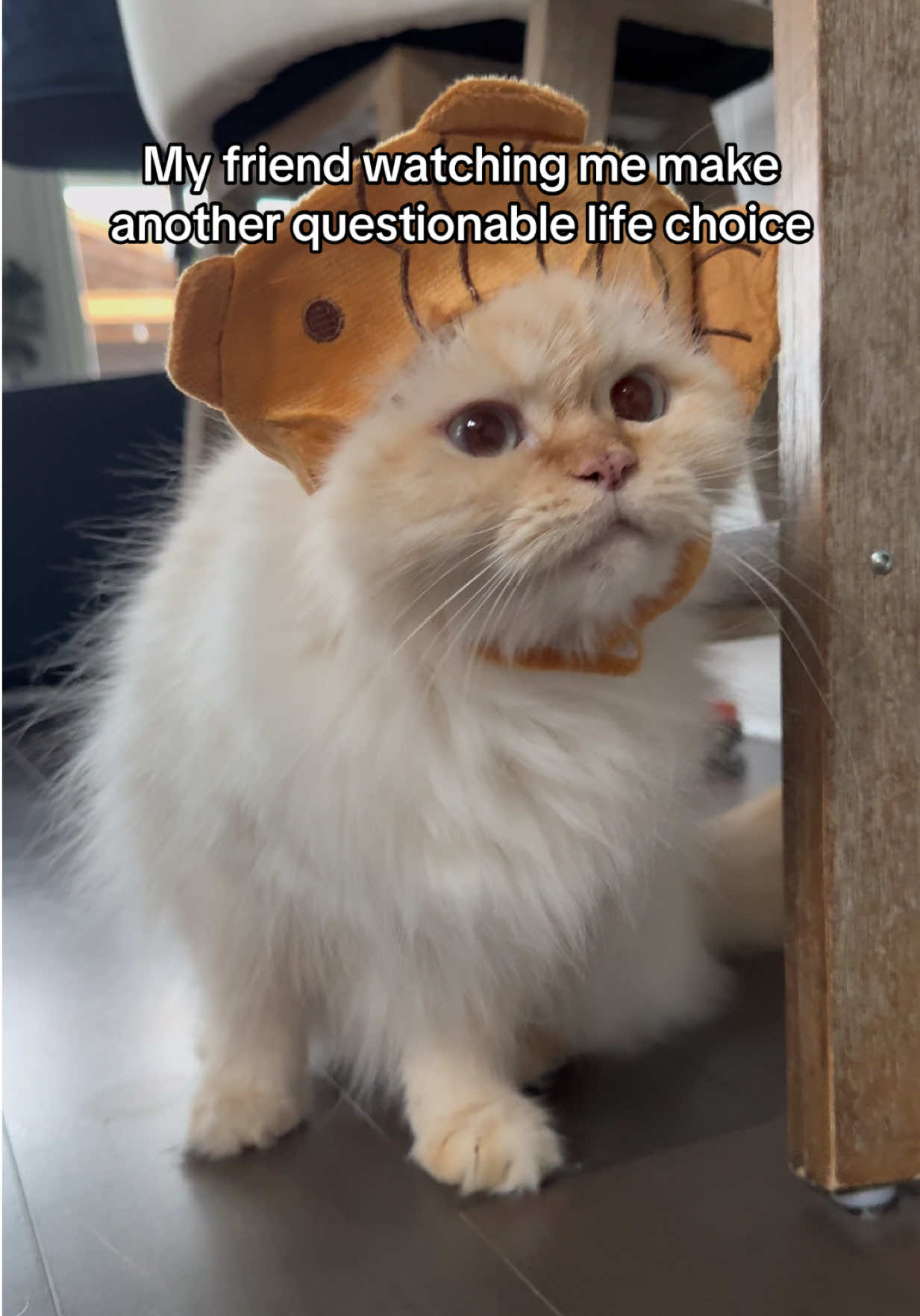 @Krista & Cats: BamBam & Bonnie