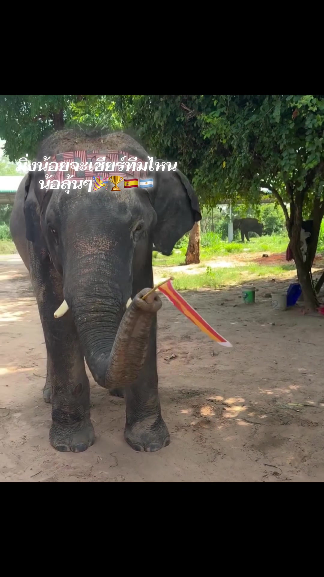 @aoraeeFcMooming🐘❤️