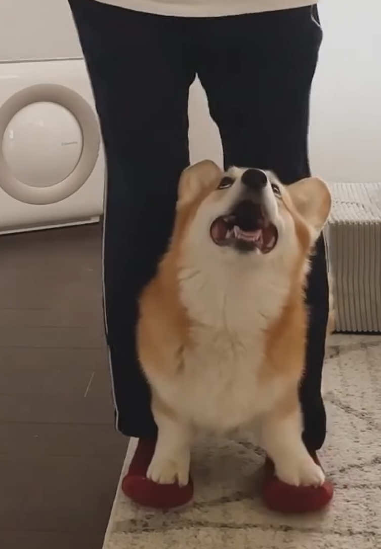 @dogsagaz