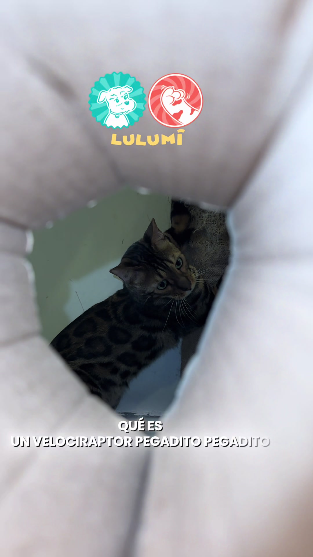 @LULUMI