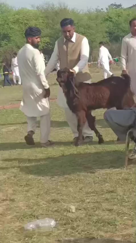 @Mohra Langrial Beetal1