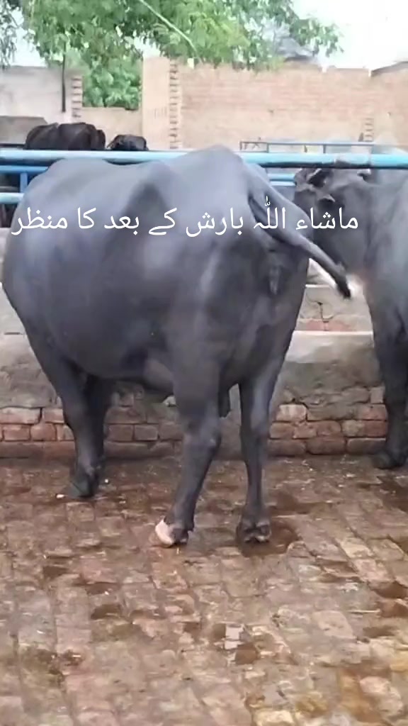 @Malik ijaz 669