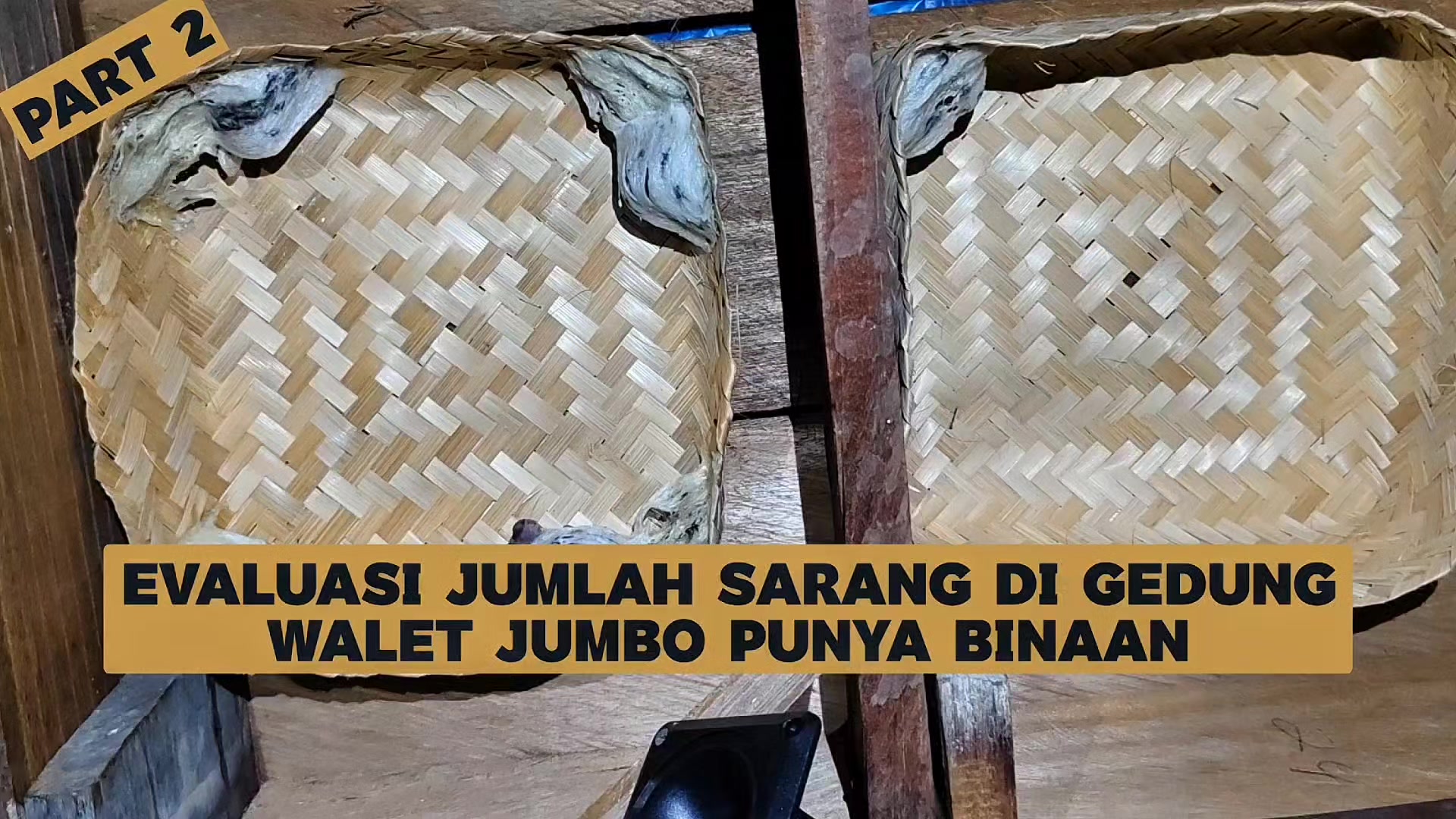 @Walet Rimba Kalimantan