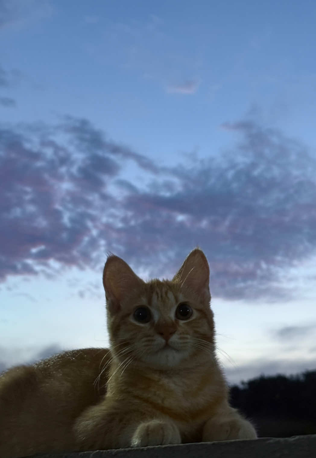 @It’s MEow