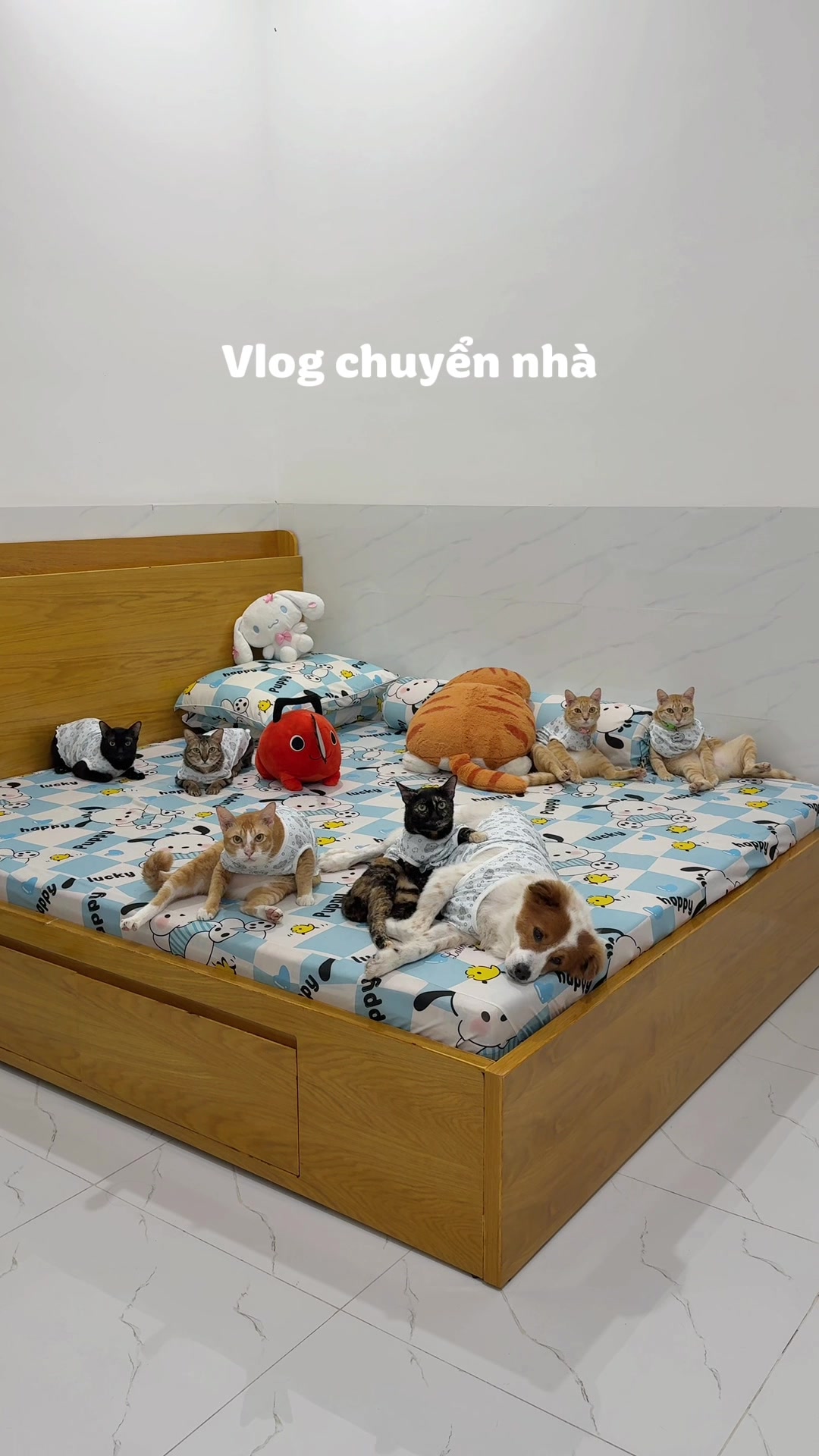 @Vitamin Mèo