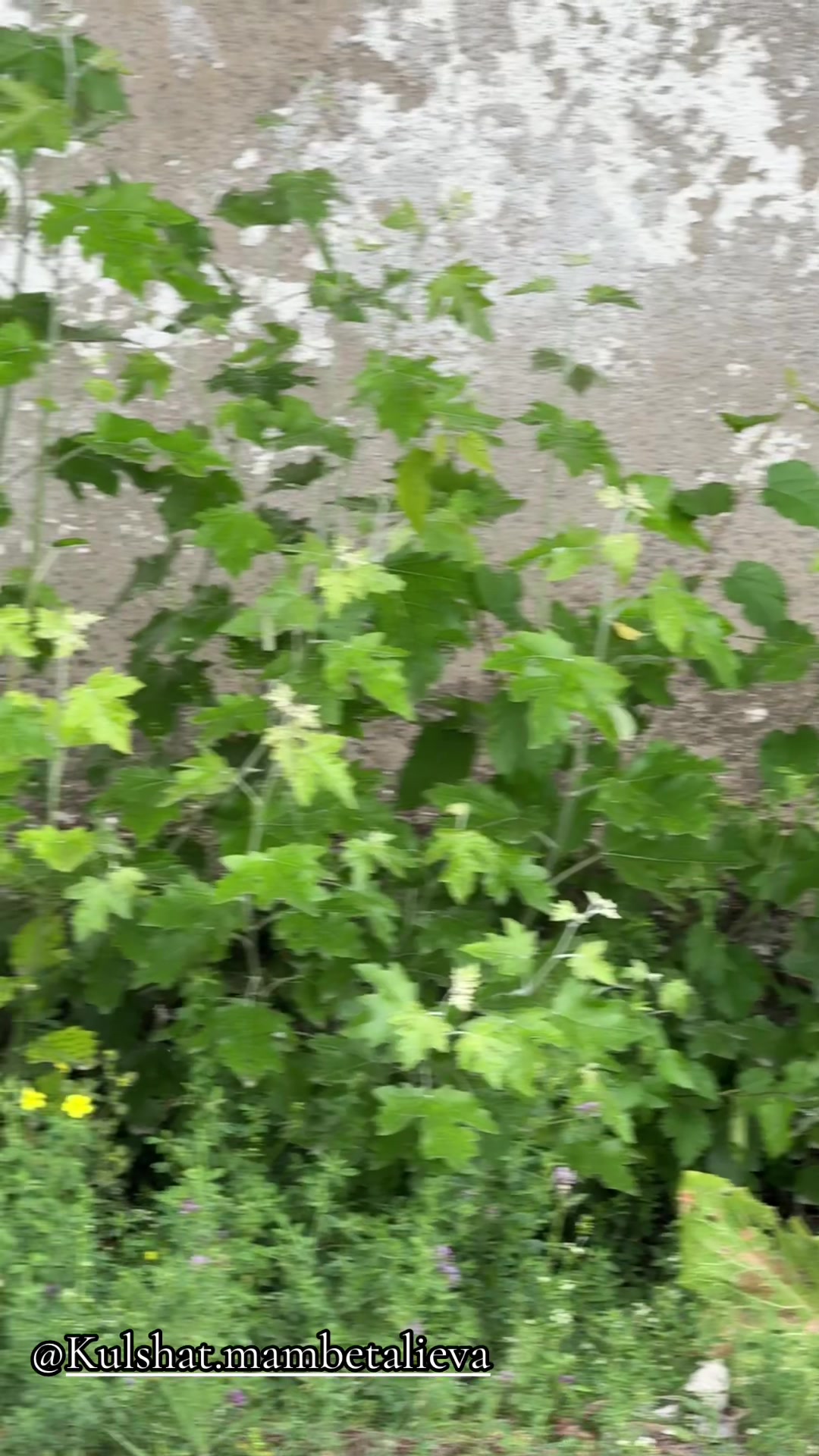 @Р.И.М