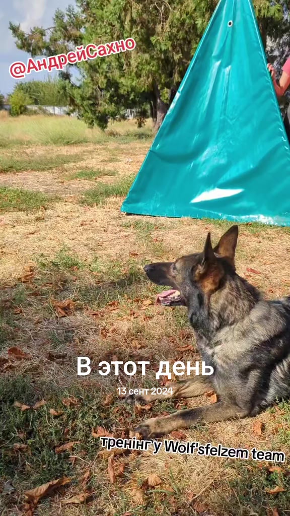 @вівчарки "Wolf'sfelzem"