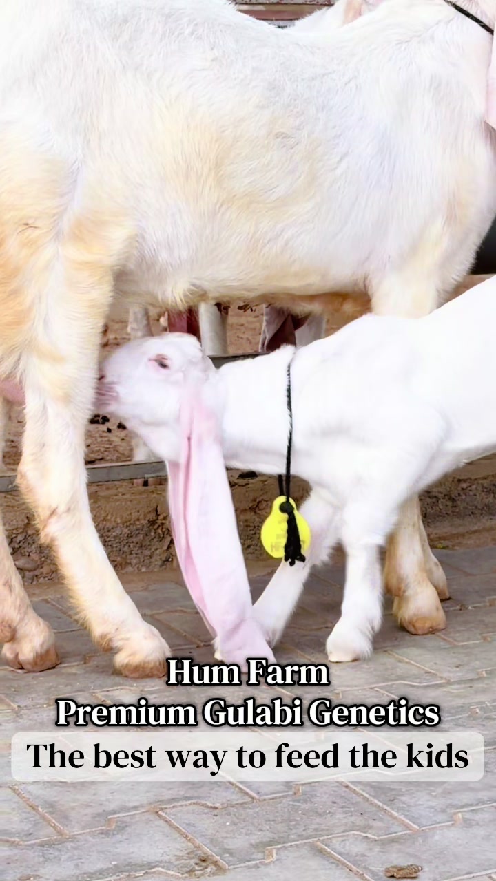 @Hum Farm