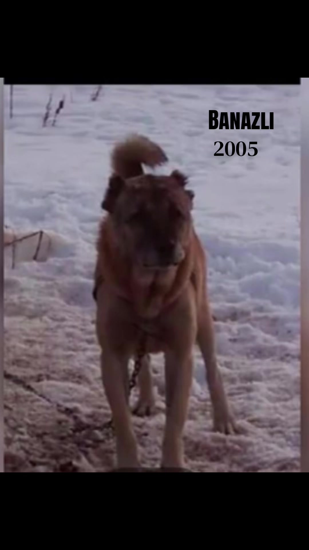 @🇹🇷Sivas Kangal Köpeği 🇹🇷