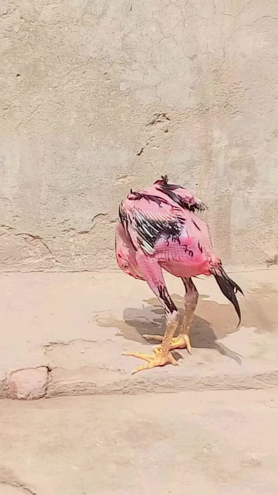 @🦅انصاری 🦅