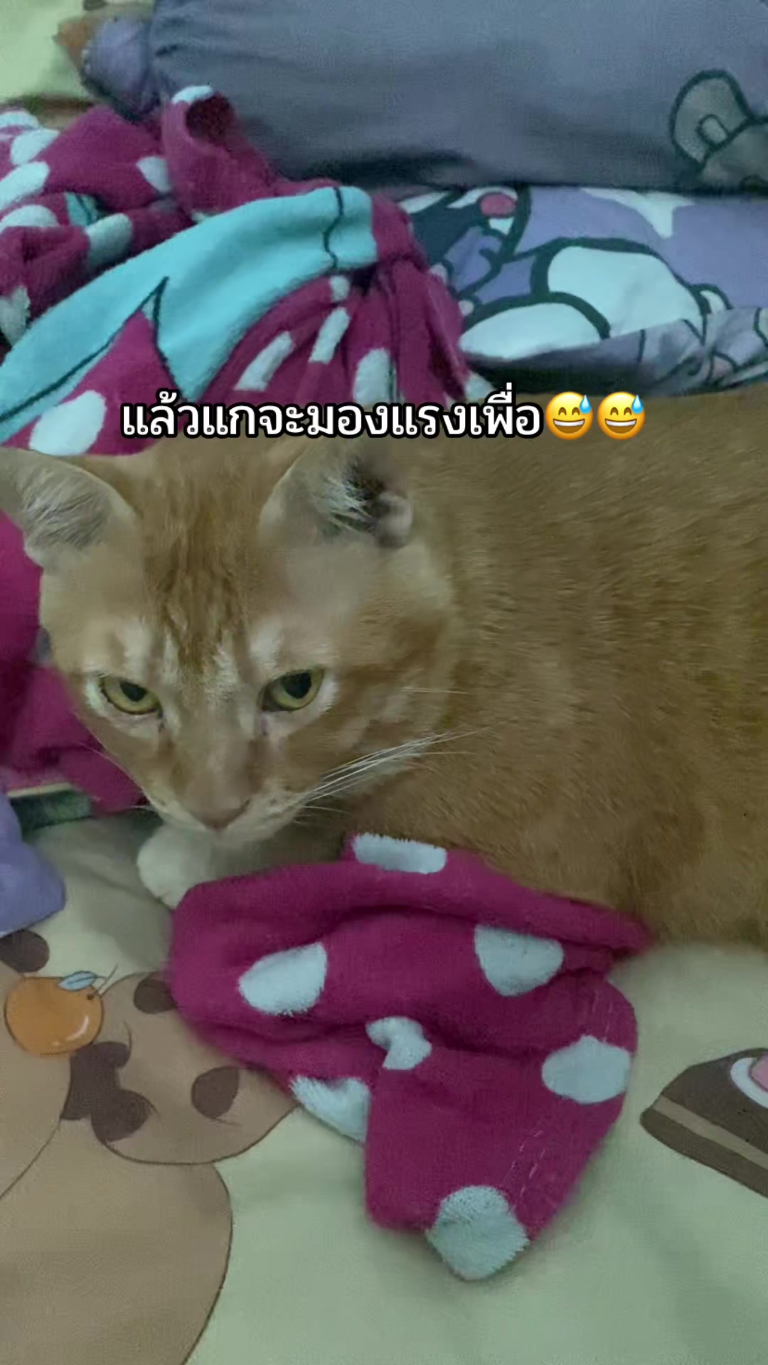 @ม๊ะมี๊ที่มีลูกเป็นแมวหนัก8โล🍒