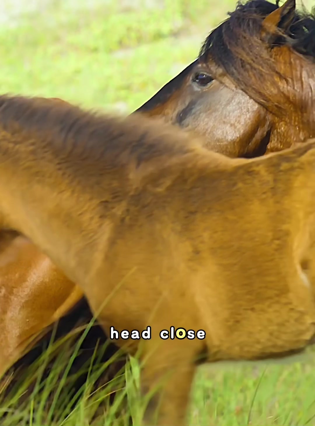 @look animals
