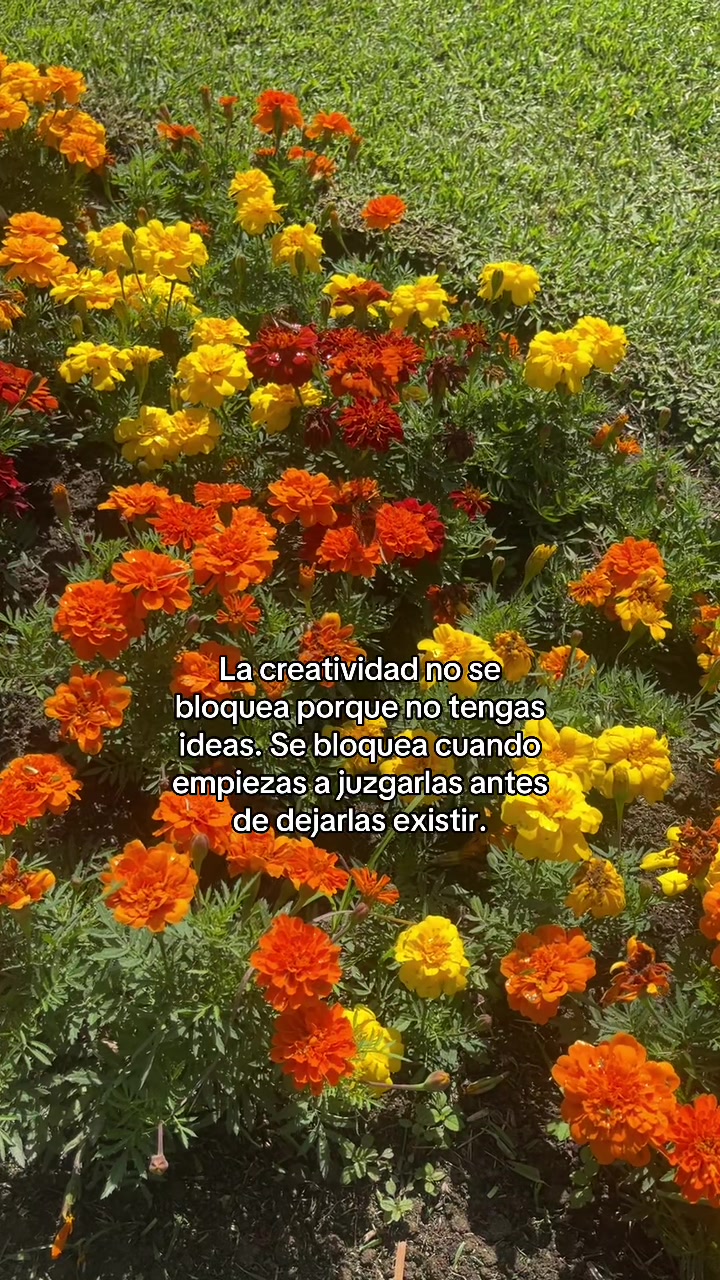 @Ara • Coach de Creatividad